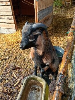 Kamerunský Beránek