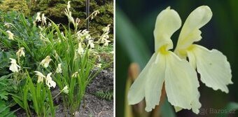 RARITA: zahradní zázvor do skalky Roscoea cautleyoides