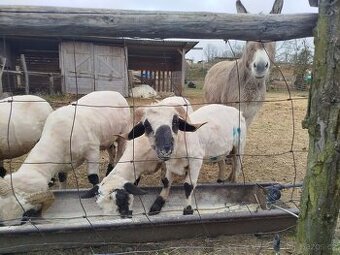 Roční beránek Walliserská ovce