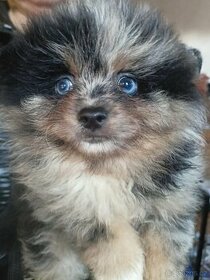 Fenka blue marle Pomeranian s PP