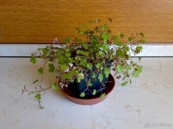 Zvěšinec zední - Cymbalaria muralis - trs - květník 9x9x9cm