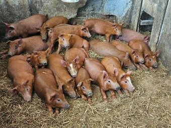 Selata duroc