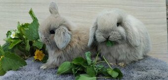 Miminka minilop beránků k rezervaci 🐰 - 1