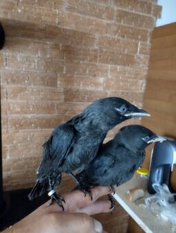 kavka obecná corvus monedula - 1