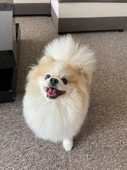 Pomeranian creme-sable ke krytí s PP a s bonitací