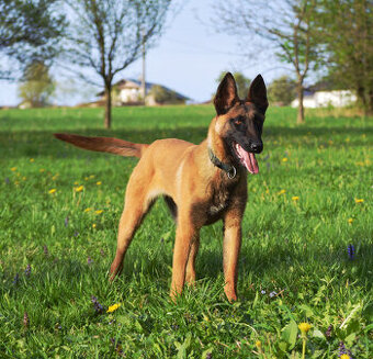 Belgický ovčák malinois s PP, super aktivní parťačka