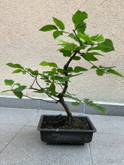 Bonsai, Bonsaj, jamadori, habr