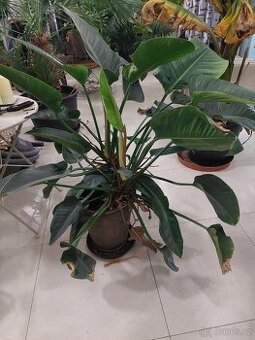 Filodendron