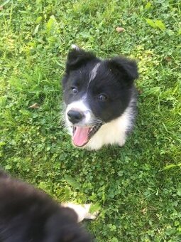 Border Kolie