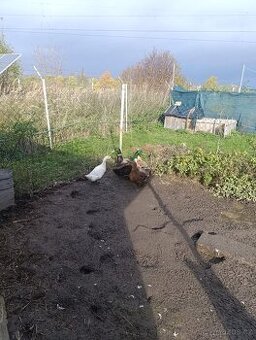 Kachna pekingská křížená s indickým běžcem