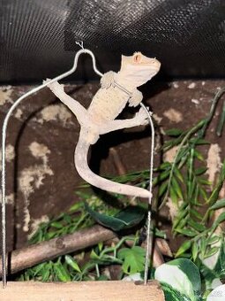 Pagekon řasnatý do dobrých rukou