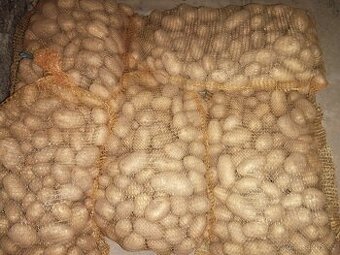 Krmné brambory Marabel