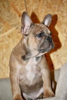 Francouzský buldoček s PP