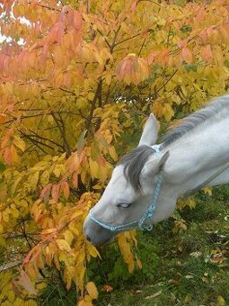 Sháníme 2 pracovité chlapy