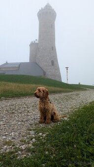 Nabízím ke krytí psa Bonnyho – Cockapoo