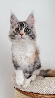 Kočička mainská mývalí s PP