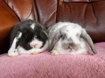 Minilop králíčci z České Lípy