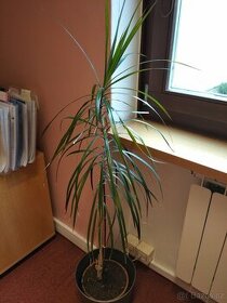 Dracena (Dracaena marginata) pokojová rostlina