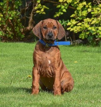 Rhodéský Ridgeback štěňátka s PP