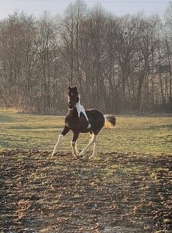 Barock pinto