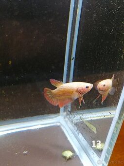 Betta Splendens - Betta bojovnice (Samec 13) - 1
