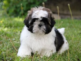 Shih-tzu, ši-tzu , shih tzu, ši-cu - štěňátka s PP FCI - 1