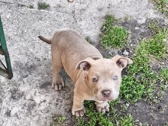 Americký pitbulterier pitbul pitbull