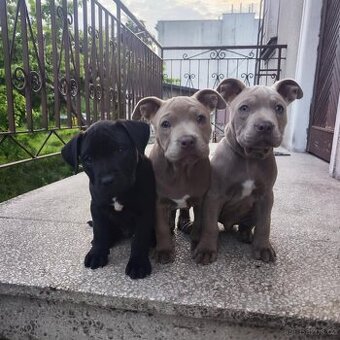 Americký pitbulterier pitbul pitbull