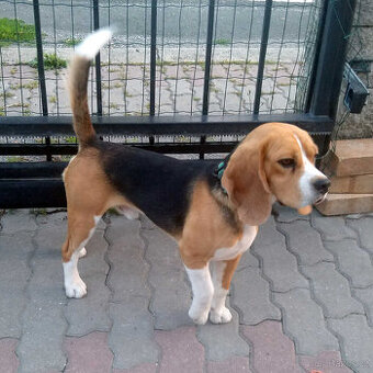 Prodám čistokrevného bígla (bígl beagle) s PP - 1
