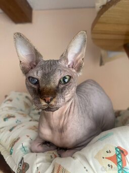 Roční kocourek Sphynx