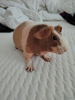 Morče skinny