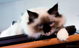 Ragdoll s pp