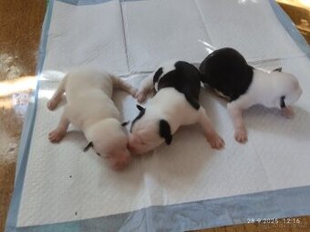 Štěňátka Americkanbull x Anglickým buldokem