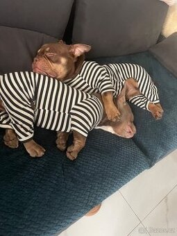 American Bully Micro/exotik s PP