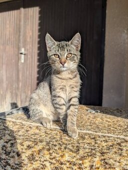 Darujeme koťátko - kocourek