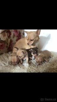 Čivava štěňátka bez PP