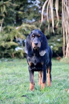 Coonhound Black and Tan/ Americký mývalí pes