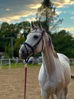 Prodám 9 letého valacha