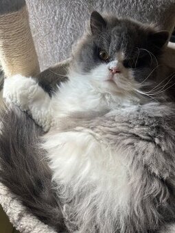 Britská dlouhosrstá