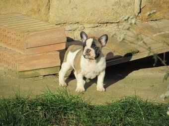 Francouzský buldoček bez PP