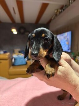 Jezevčík hladkosrstý trpasličí - králičí s PP