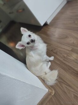 Čivava dlouhosrstá