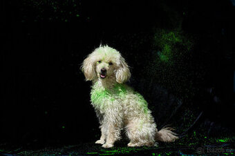 Nabídka krytí - Pudl trpasličí