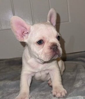Francouzský buldoček