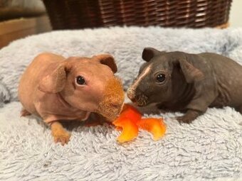 Samečci skinny morčátek