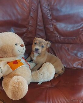 Stafordšírsky bulteriér - 1