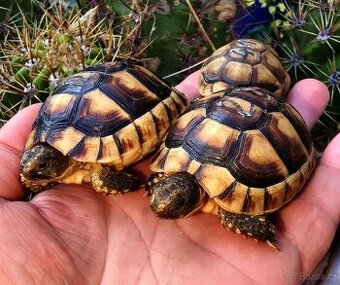 Želva vroubená 2024