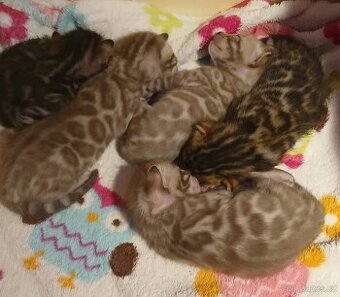 Bengálská rozetová kočka s pp