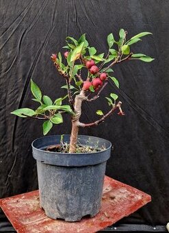 Bonsai, Bonsaj, yamadori - Okrasna kvetouci jablon 1