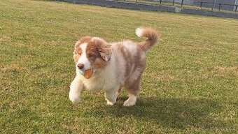 Australský ovčák s PP